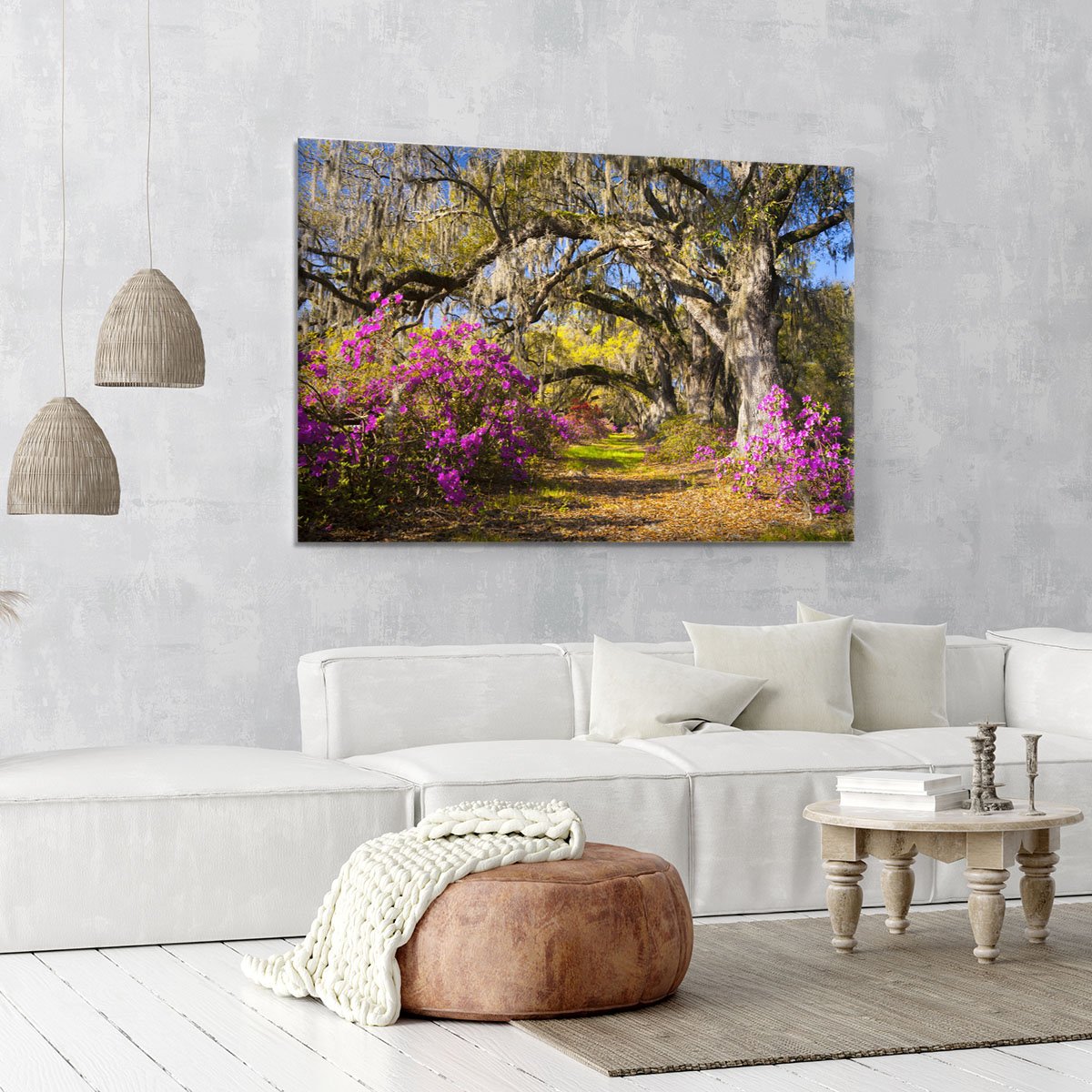 Live oak trees in morning sunlight Canvas Print or Poster
