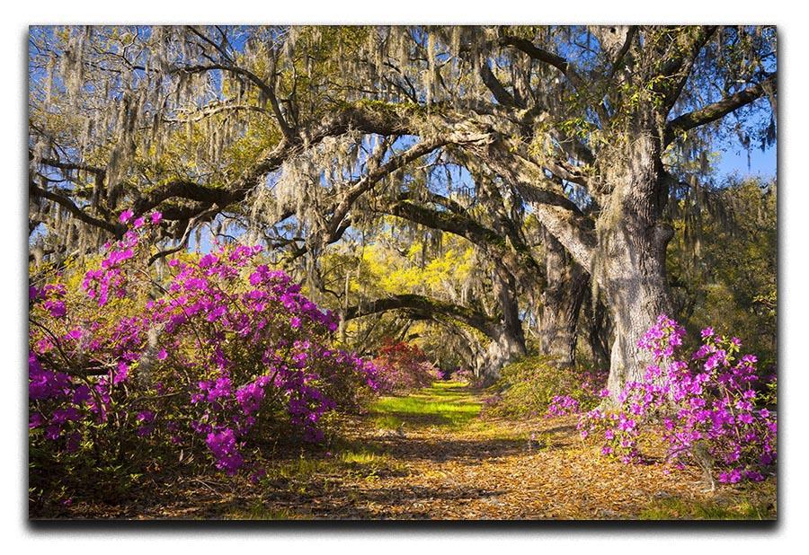 Live oak trees in morning sunlight Canvas Print or Poster  - Canvas Art Rocks - 1