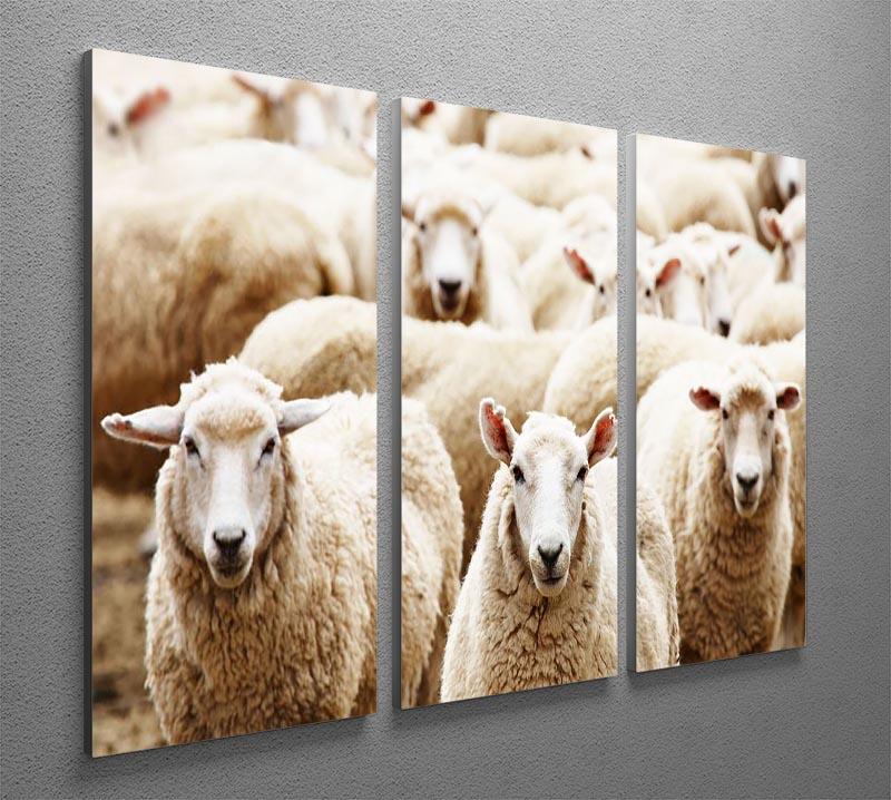 Livestock farm herd of sheep 3 Split Panel Canvas Print - Canvas Art Rocks - 2