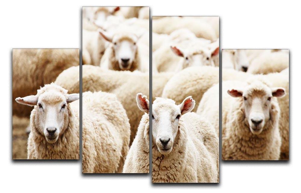 Livestock farm herd of sheep 4 Split Panel Canvas - Canvas Art Rocks - 1