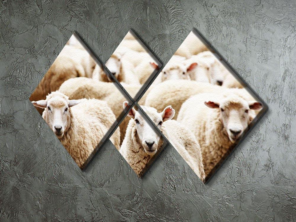 Livestock farm herd of sheep 4 Square Multi Panel Canvas - Canvas Art Rocks - 2