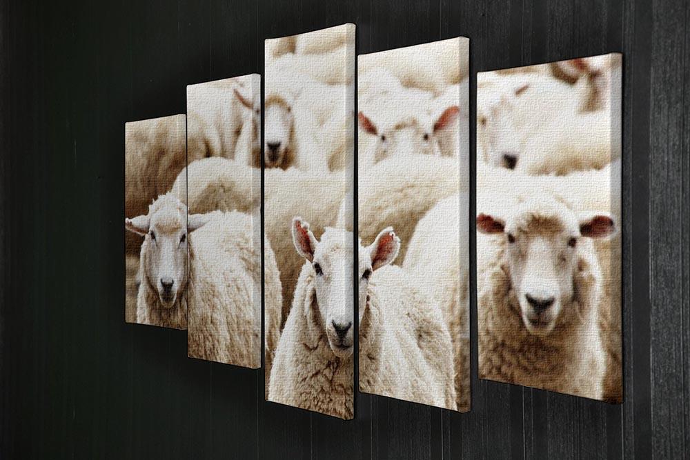 Livestock farm herd of sheep 5 Split Panel Canvas - Canvas Art Rocks - 2