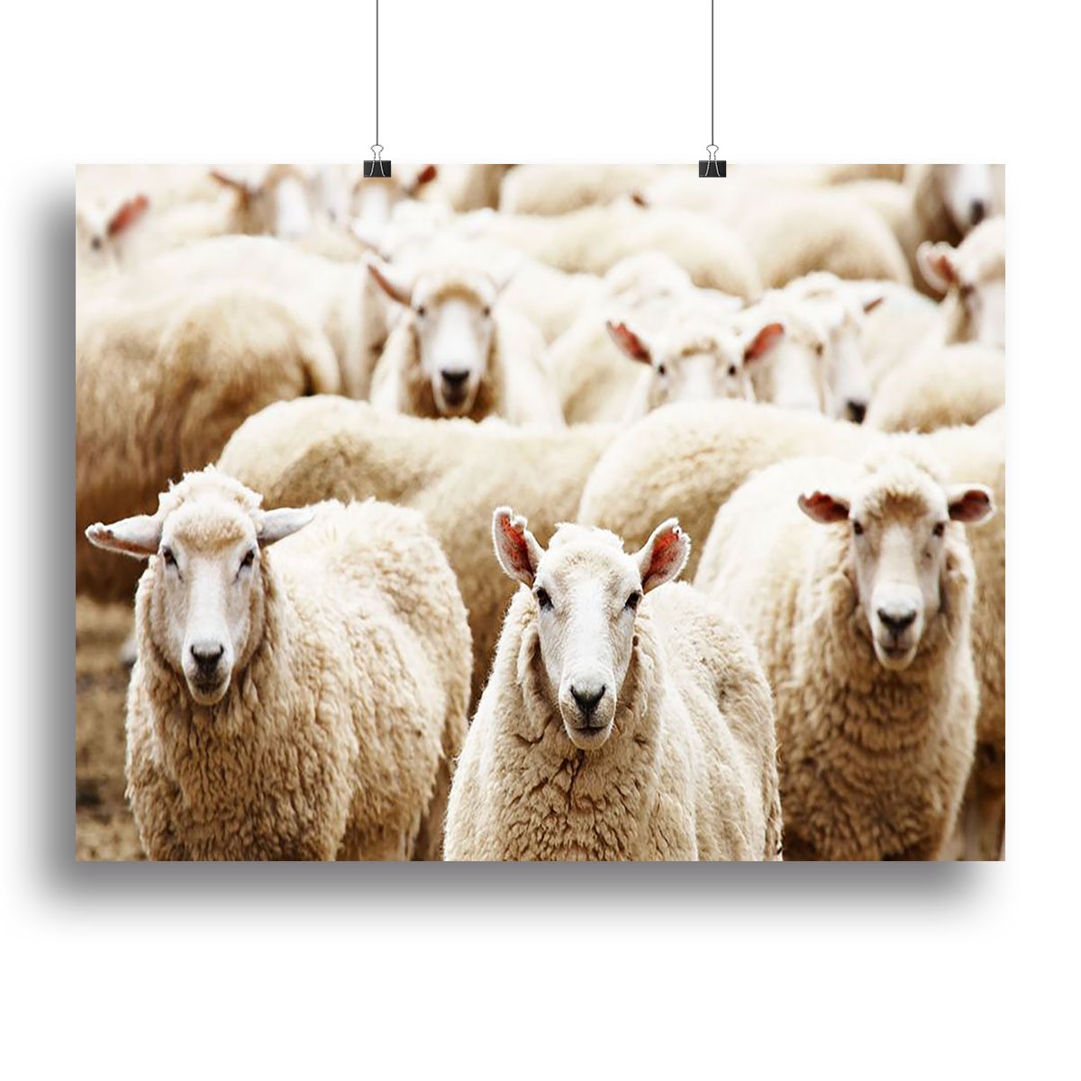 Livestock farm herd of sheep Canvas Print or Poster
