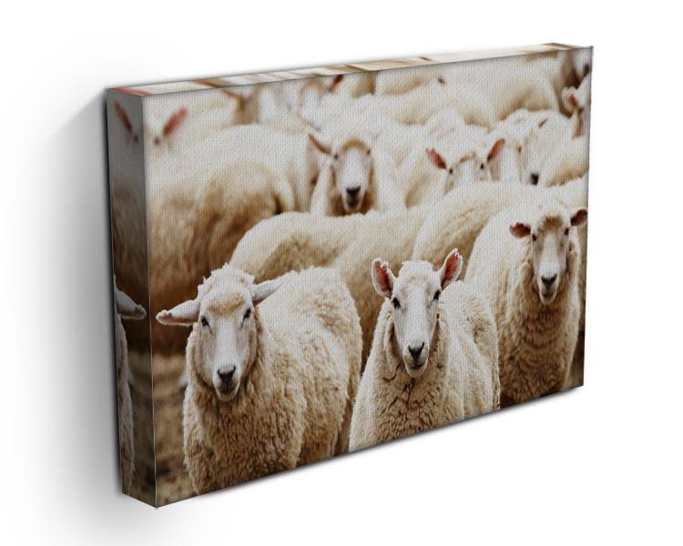 Livestock farm herd of sheep Canvas Print or Poster - Canvas Art Rocks - 3