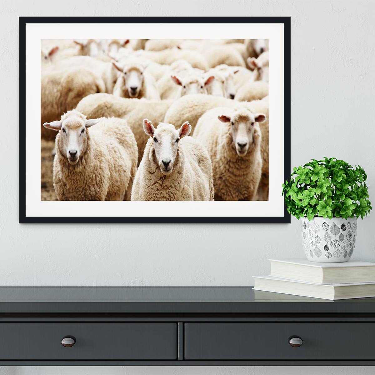 Livestock farm herd of sheep Framed Print - Canvas Art Rocks - 1