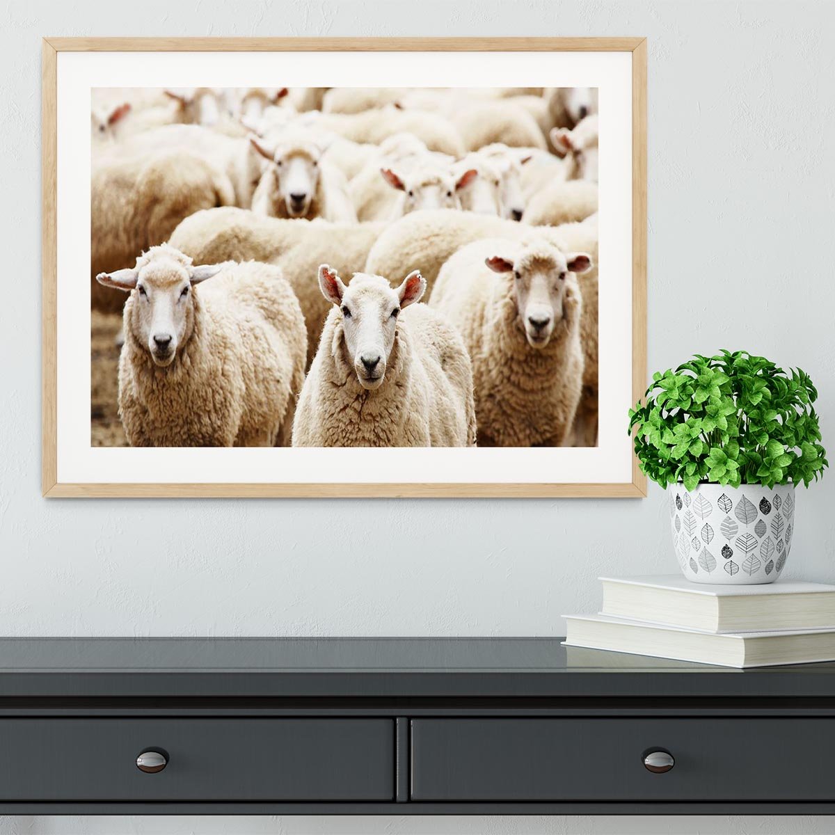 Livestock farm herd of sheep Framed Print - Canvas Art Rocks - 3