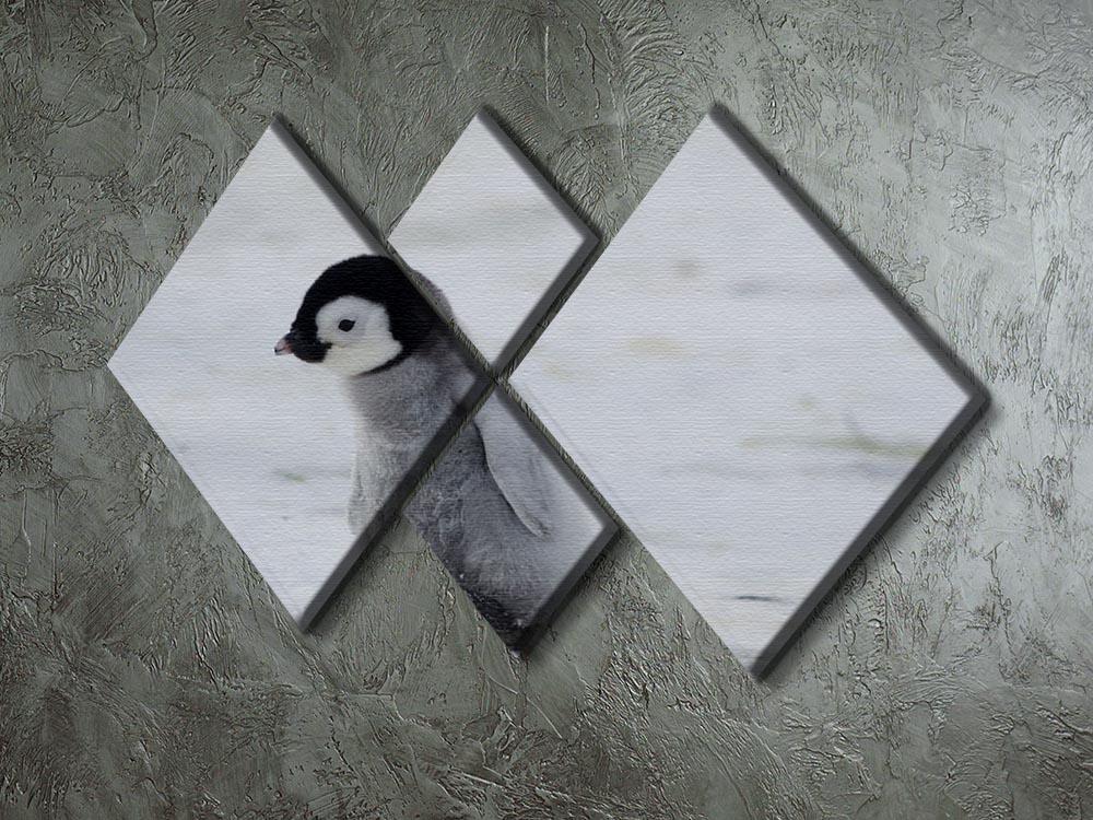 Lone Penguin Chick 4 Square Multi Panel Canvas - Canvas Art Rocks - 2