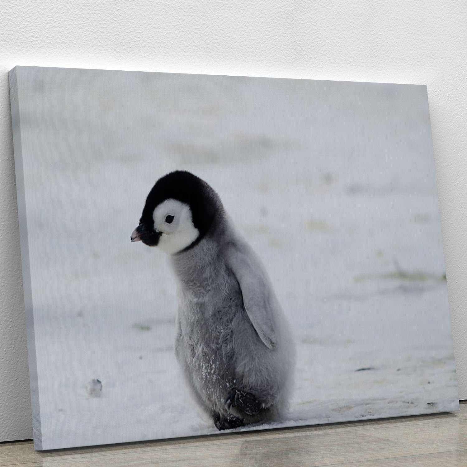 Lone Penguin Chick Canvas Print or Poster
