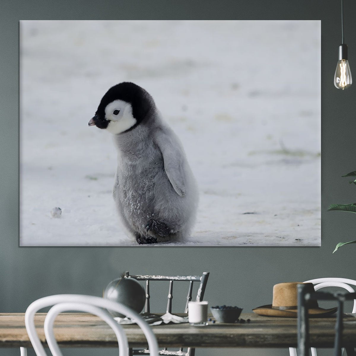 Lone Penguin Chick Canvas Print or Poster