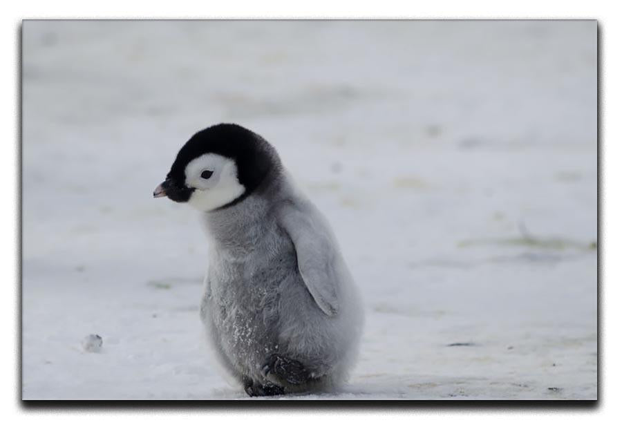 Lone Penguin Chick Canvas Print or Poster - Canvas Art Rocks - 1