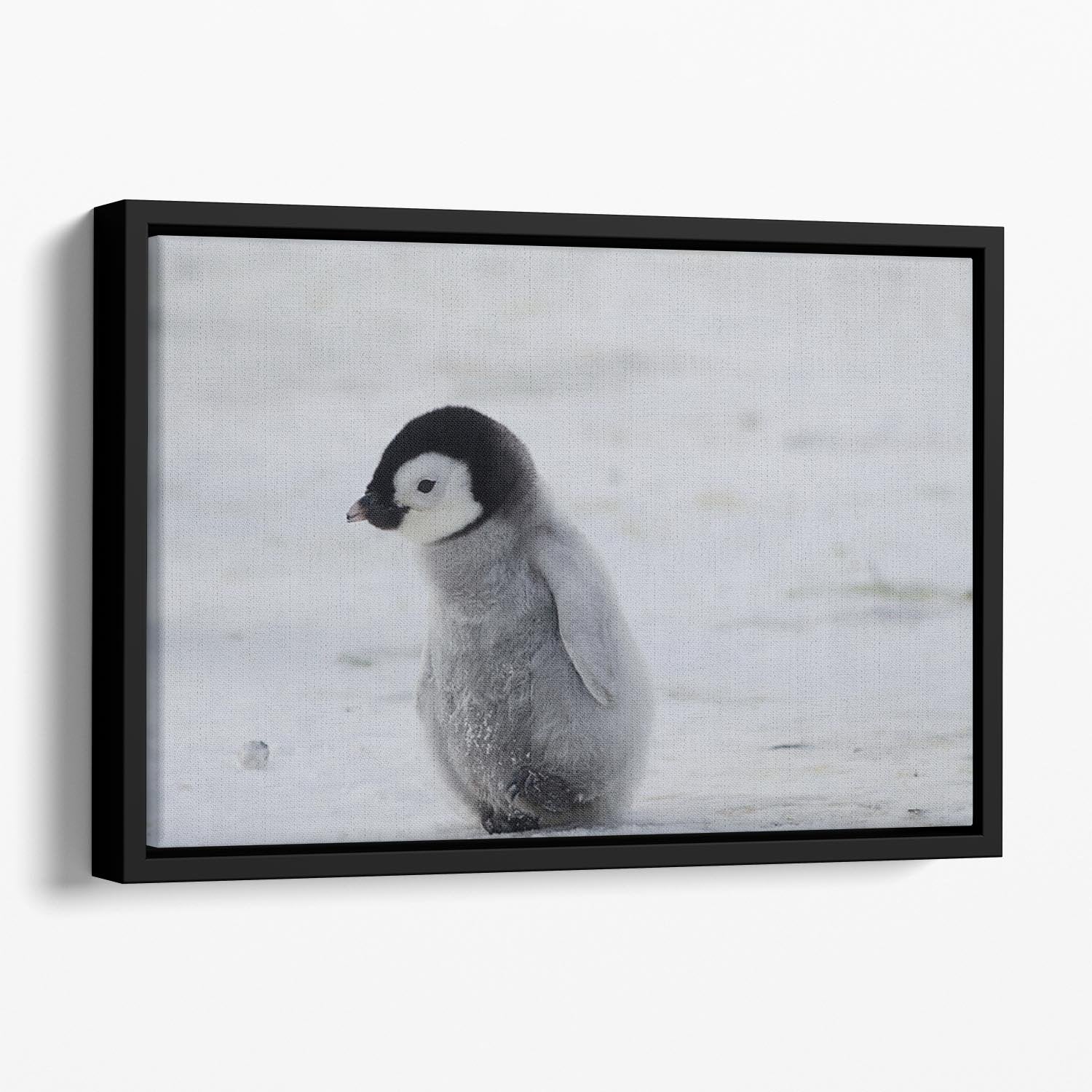 Lone Penguin Chick Floating Framed Canvas - Canvas Art Rocks - 1