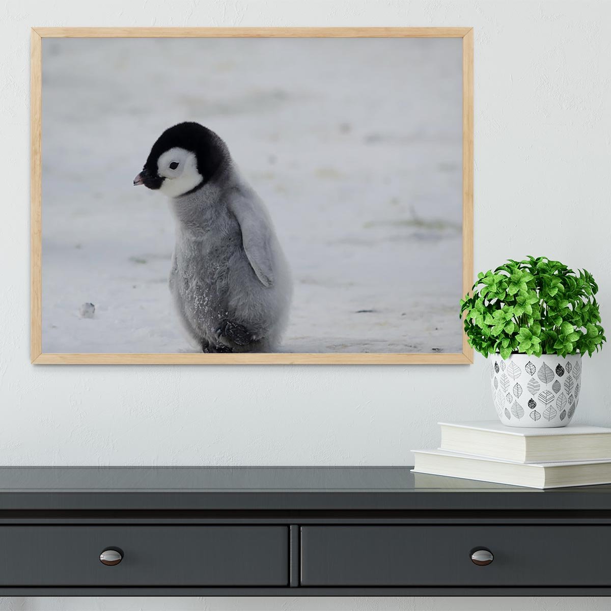 Lone Penguin Chick Framed Print - Canvas Art Rocks - 4