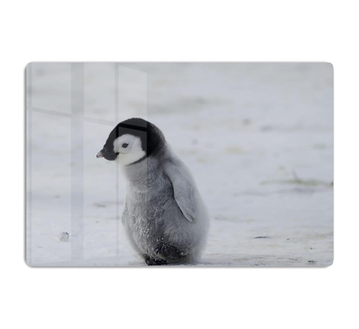 Lone Penguin Chick HD Metal Print - Canvas Art Rocks - 1