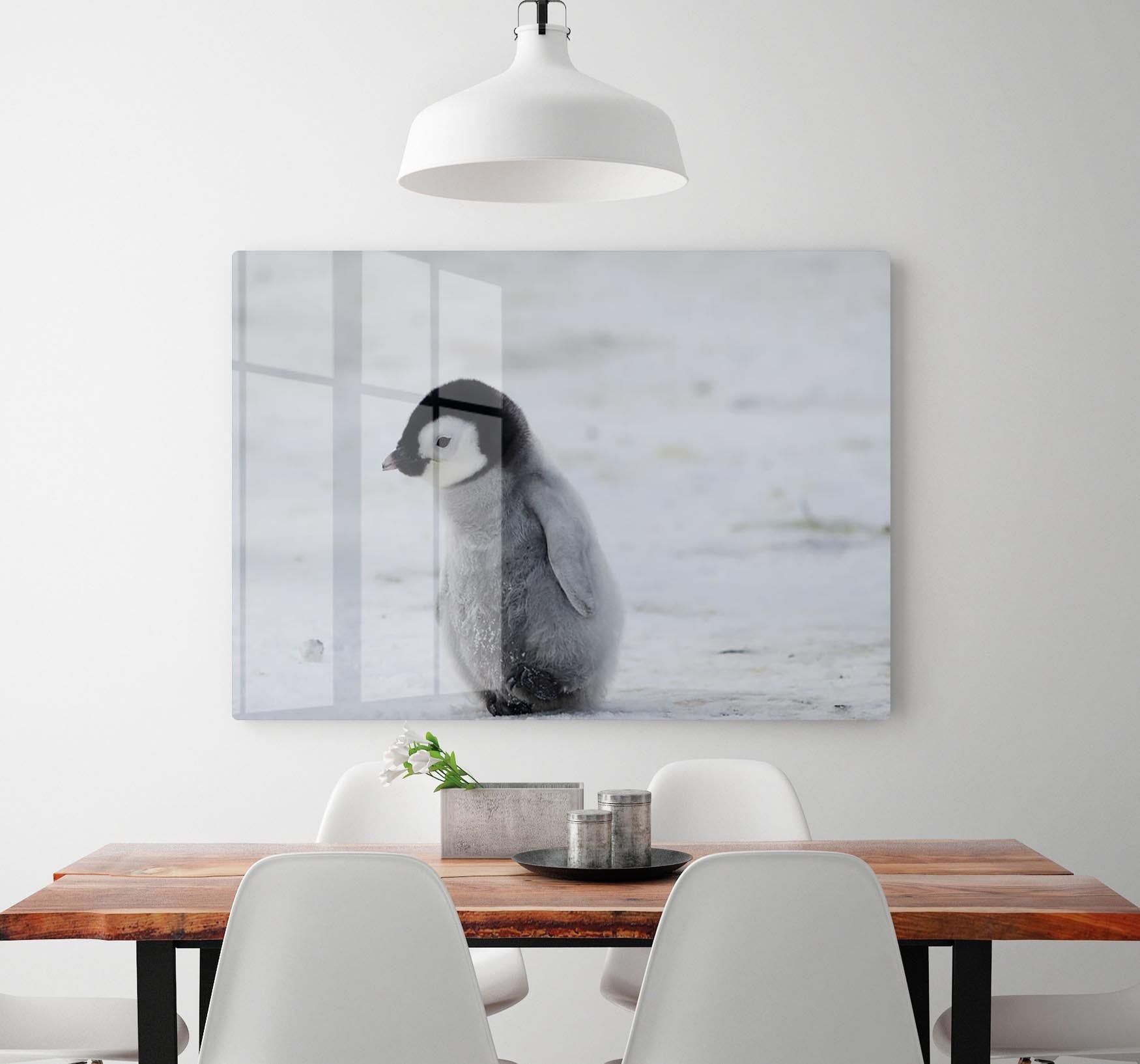 Lone Penguin Chick HD Metal Print - Canvas Art Rocks - 2