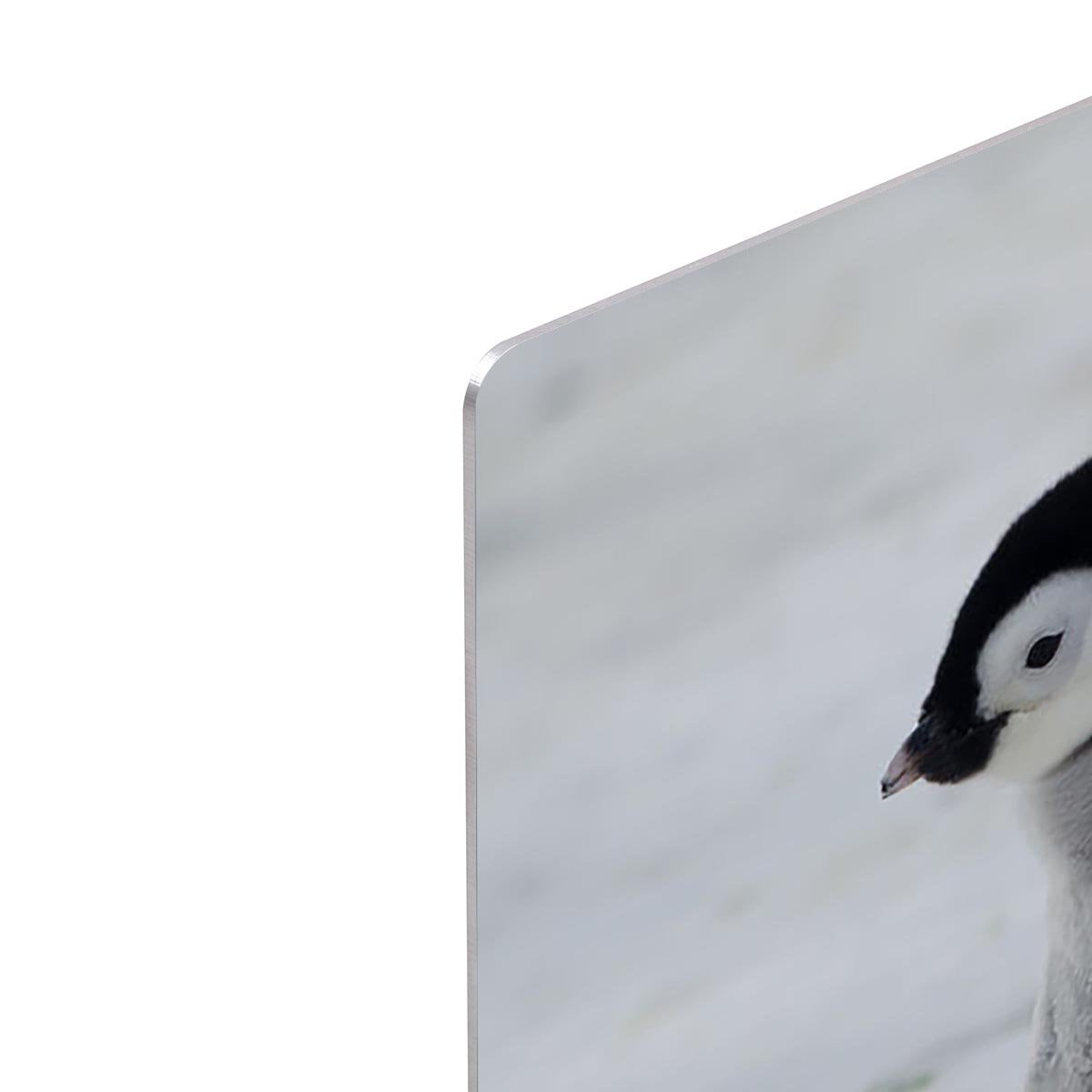 Lone Penguin Chick HD Metal Print - Canvas Art Rocks - 4