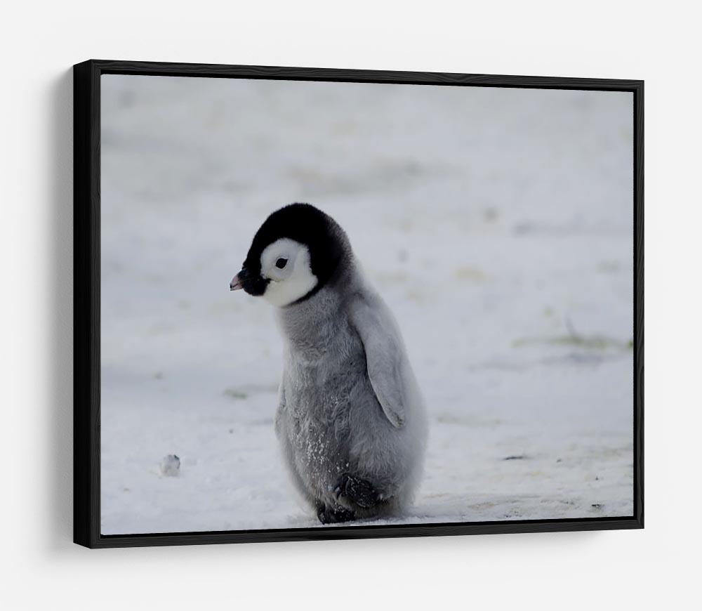 Lone Penguin Chick HD Metal Print - Canvas Art Rocks - 6