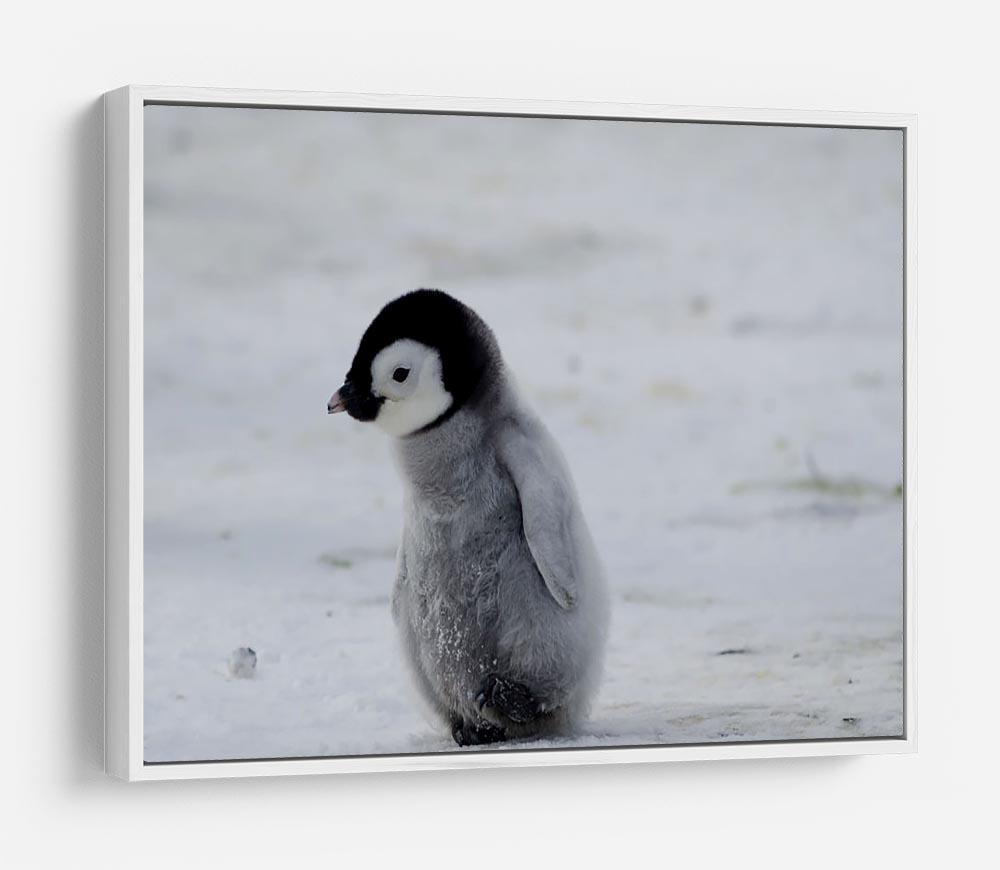 Lone Penguin Chick HD Metal Print - Canvas Art Rocks - 7