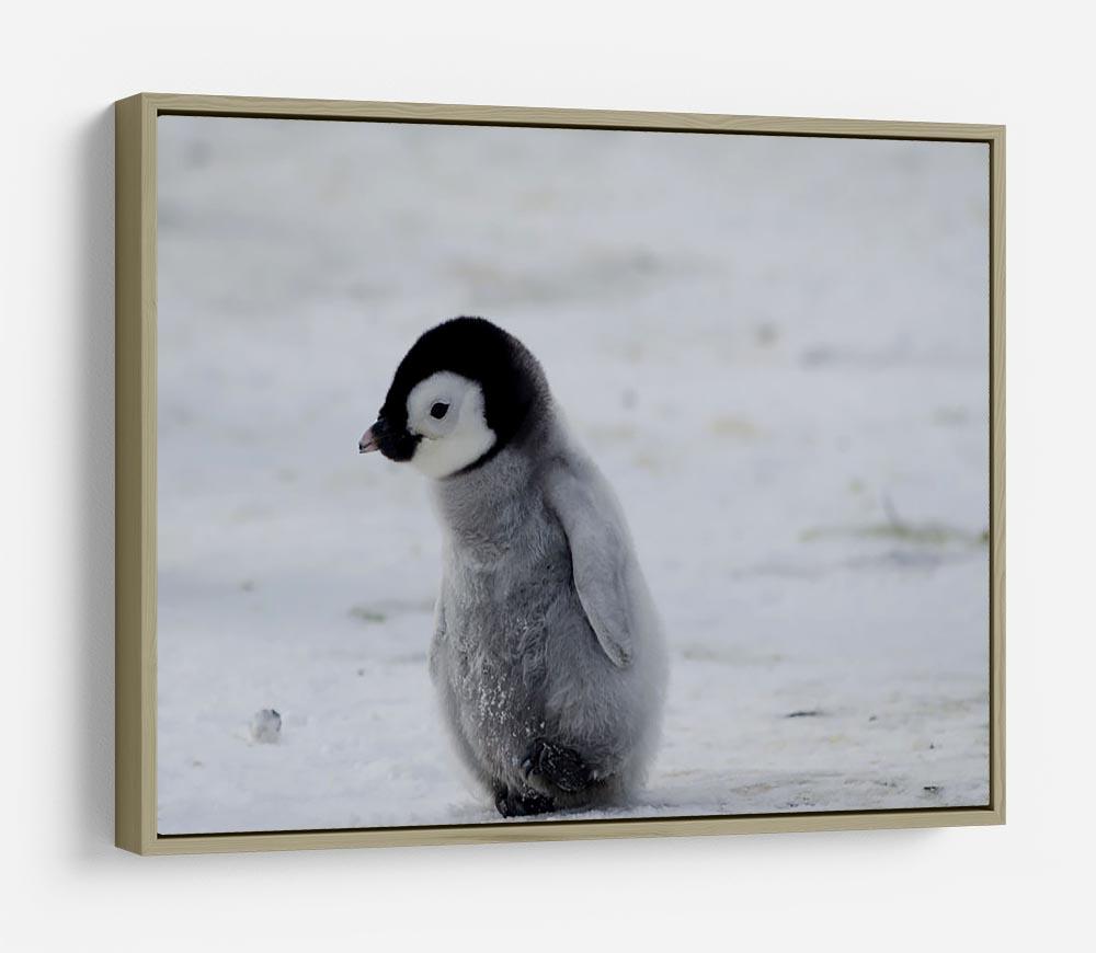Lone Penguin Chick HD Metal Print - Canvas Art Rocks - 8