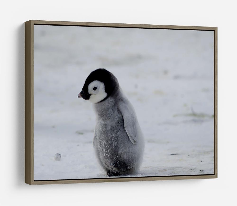 Lone Penguin Chick HD Metal Print - Canvas Art Rocks - 10