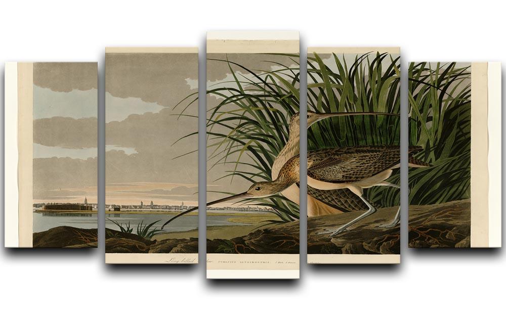Long billed Curlew by Audubon 5 Split Panel Canvas - Canvas Art Rocks - 1