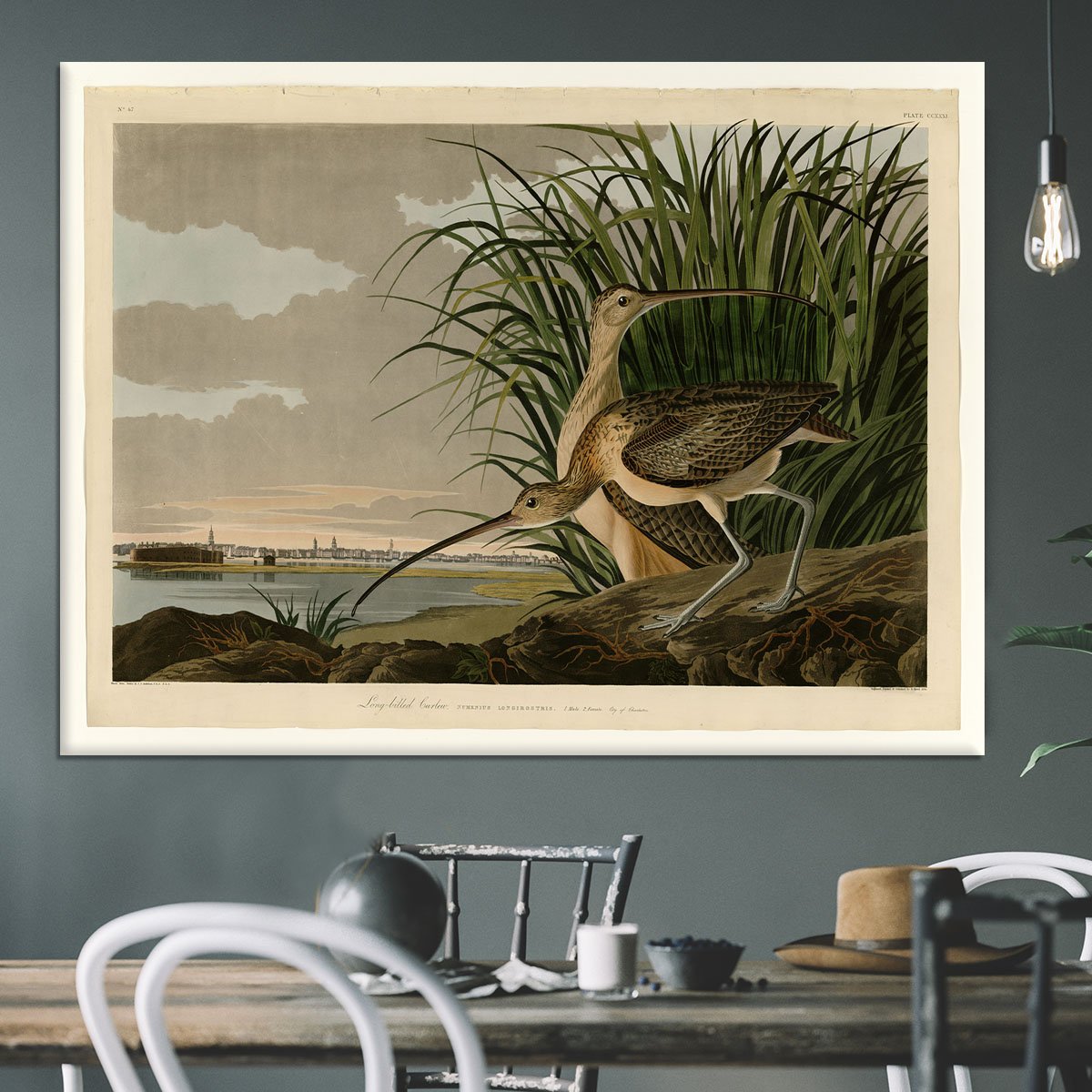 Long billed Curlew by Audubon Canvas Print or Poster