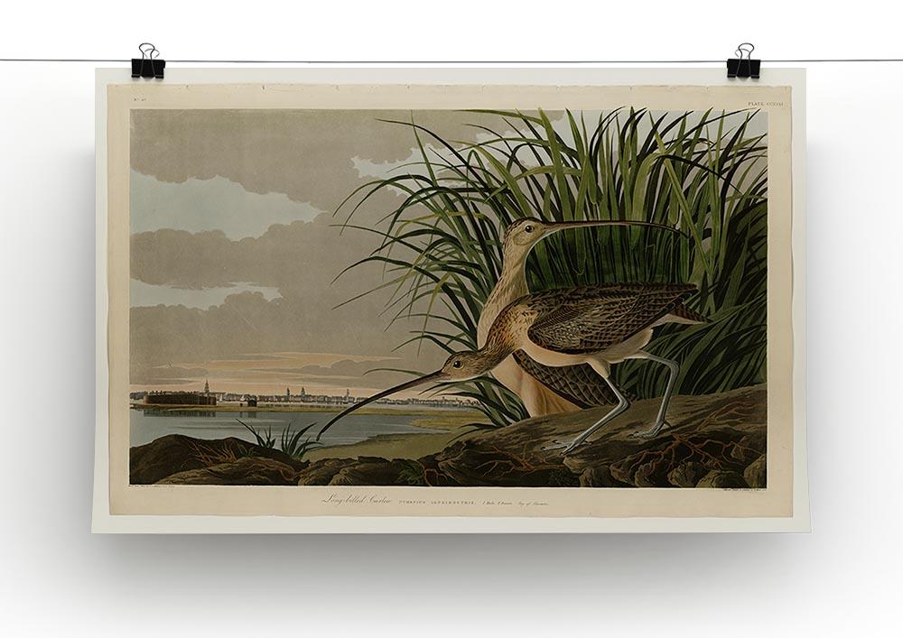 Long billed Curlew by Audubon Canvas Print or Poster - Canvas Art Rocks - 2