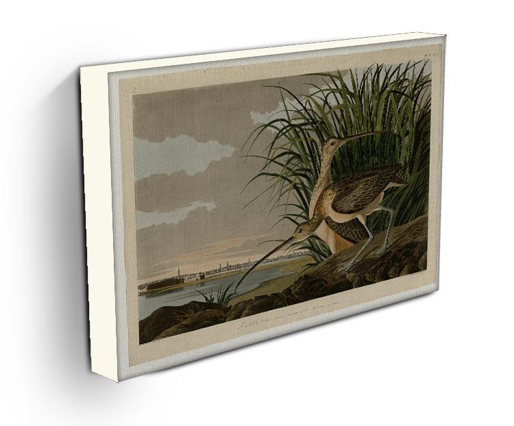 Long billed Curlew by Audubon Canvas Print or Poster - Canvas Art Rocks - 3