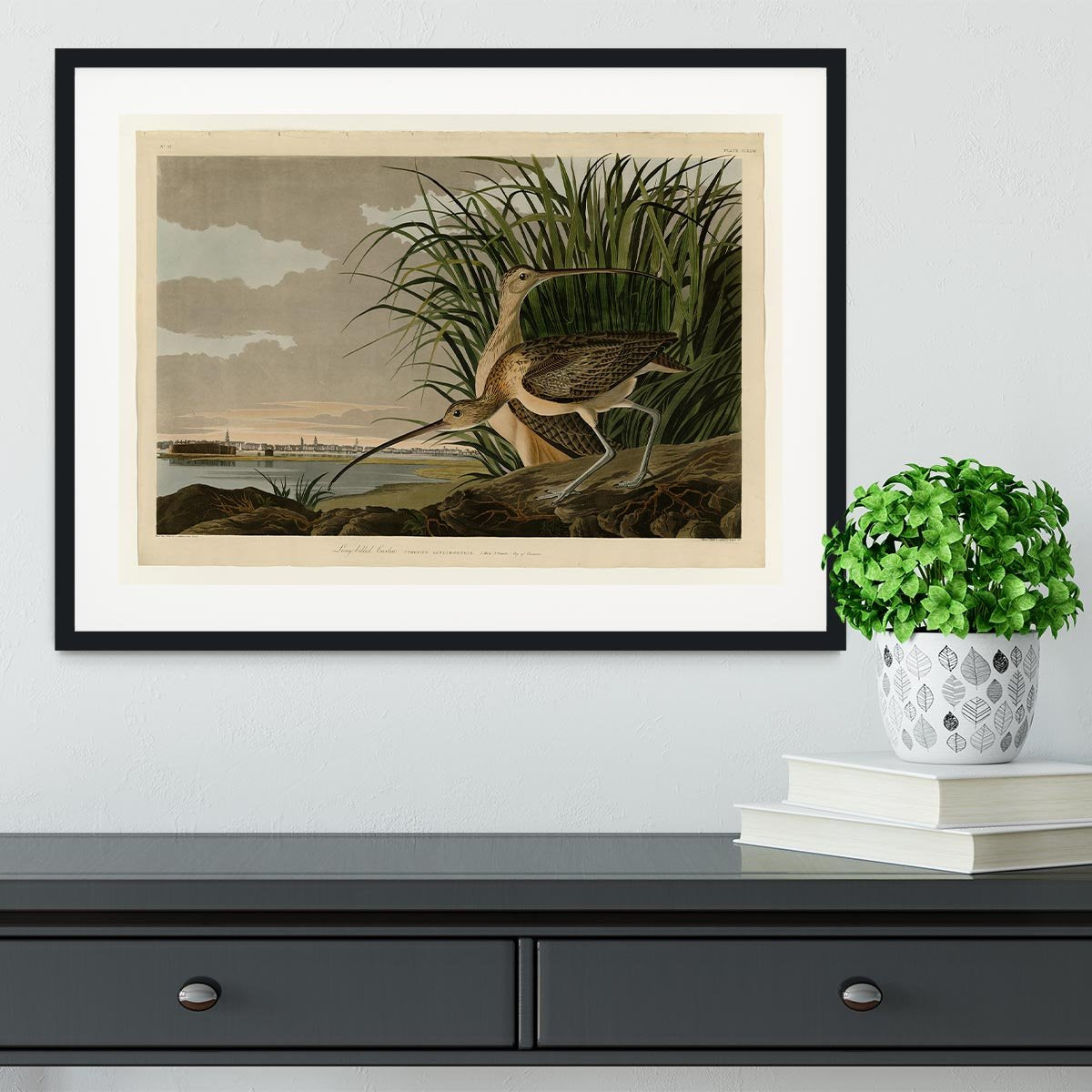Long billed Curlew by Audubon Framed Print - Canvas Art Rocks - 1