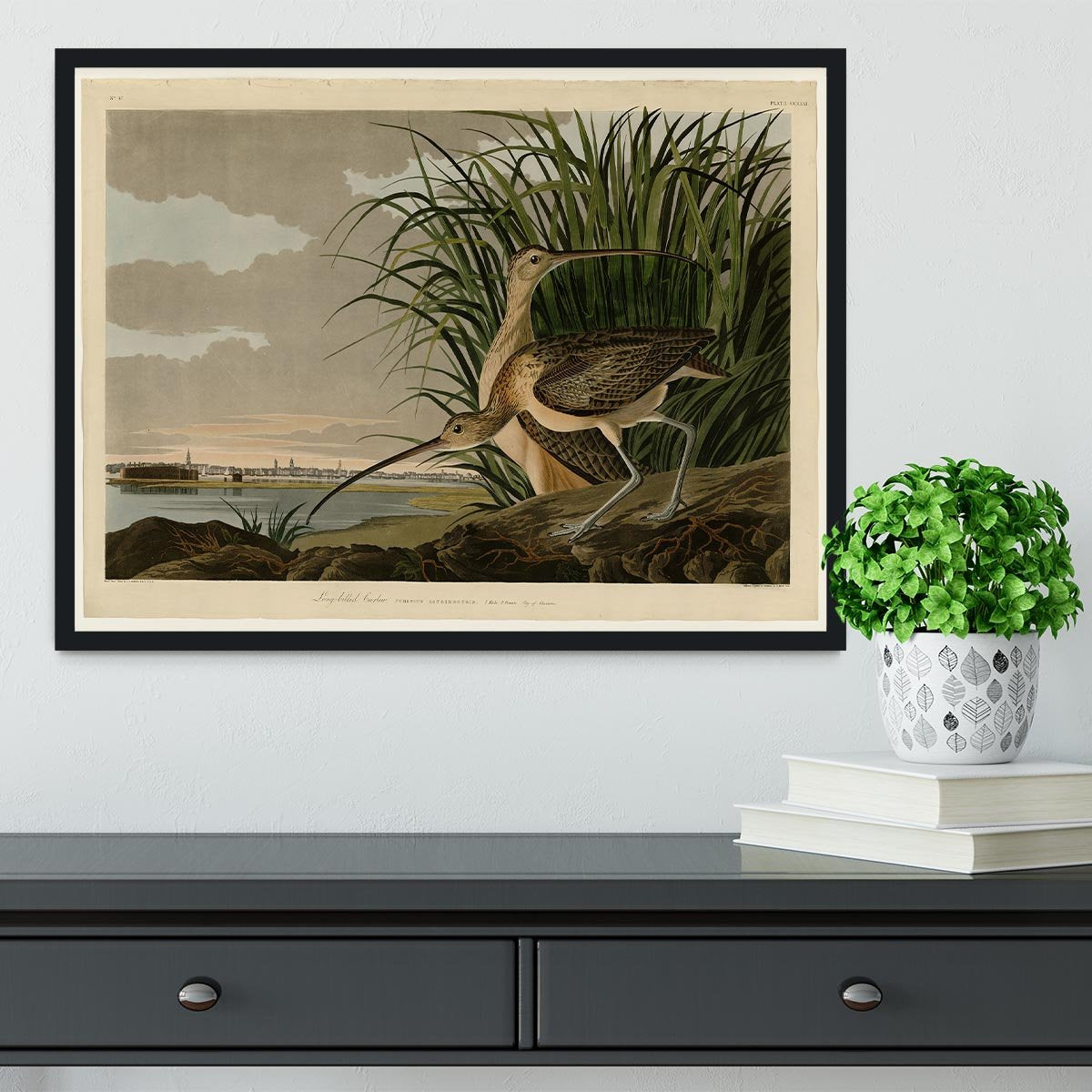 Long billed Curlew by Audubon Framed Print - Canvas Art Rocks - 2
