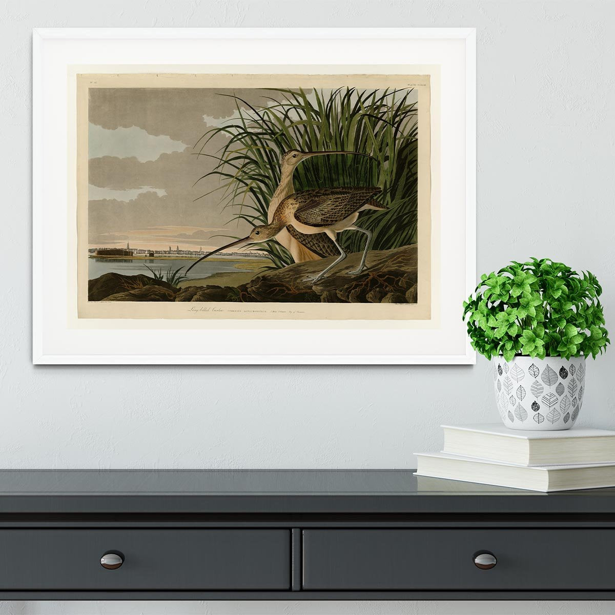 Long billed Curlew by Audubon Framed Print - Canvas Art Rocks - 5