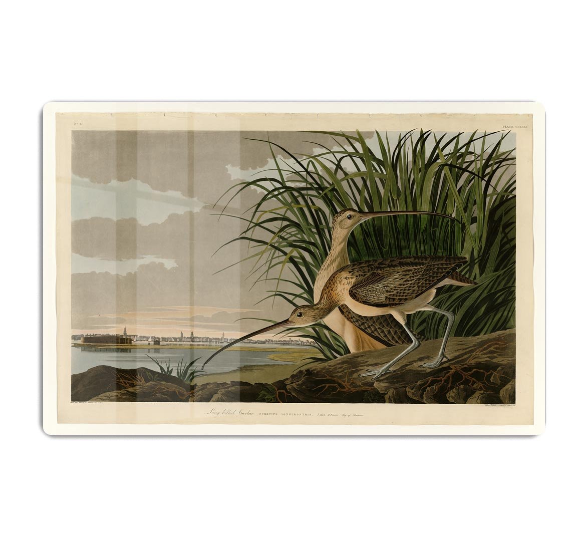 Long billed Curlew by Audubon HD Metal Print - Canvas Art Rocks - 1