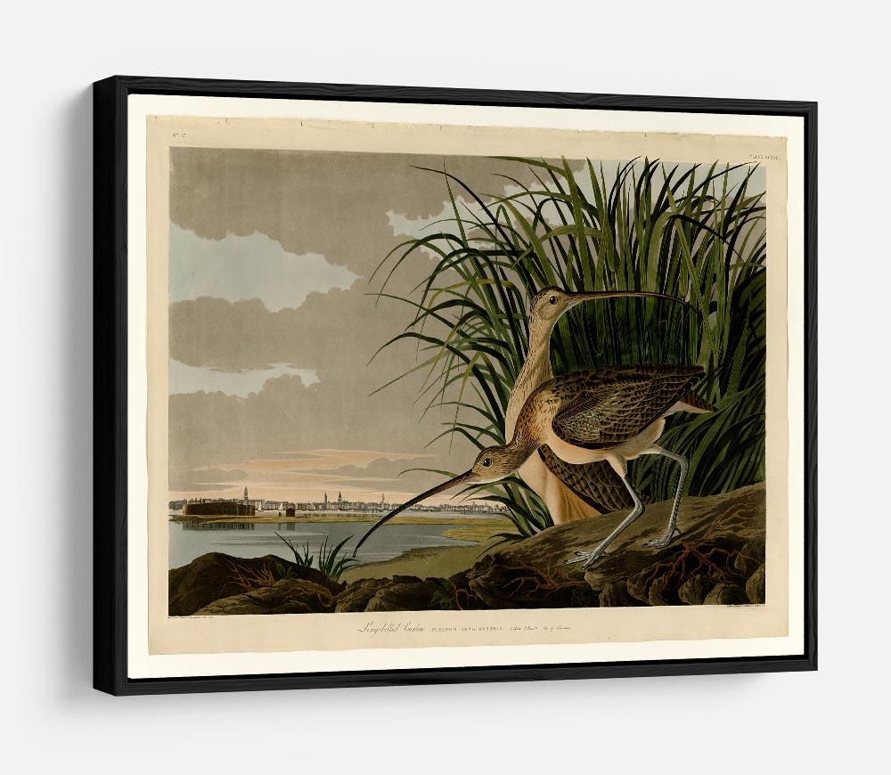 Long billed Curlew by Audubon HD Metal Print - Canvas Art Rocks - 6