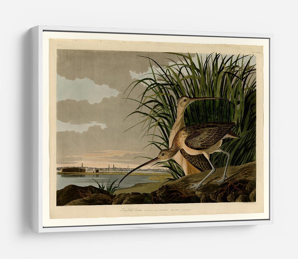 Long billed Curlew by Audubon HD Metal Print - Canvas Art Rocks - 7
