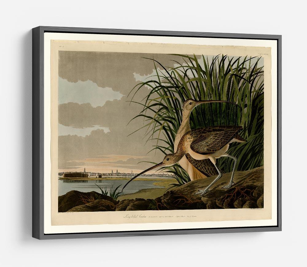Long billed Curlew by Audubon HD Metal Print - Canvas Art Rocks - 9