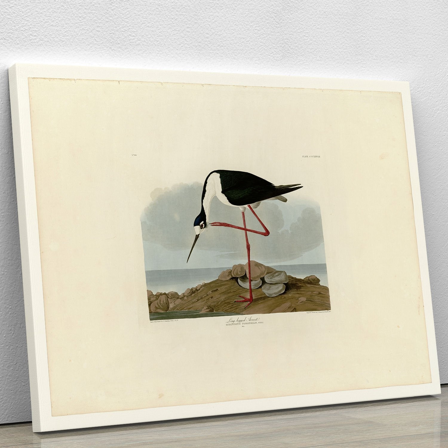 Long legged Avocet by Audubon Canvas Print or Poster