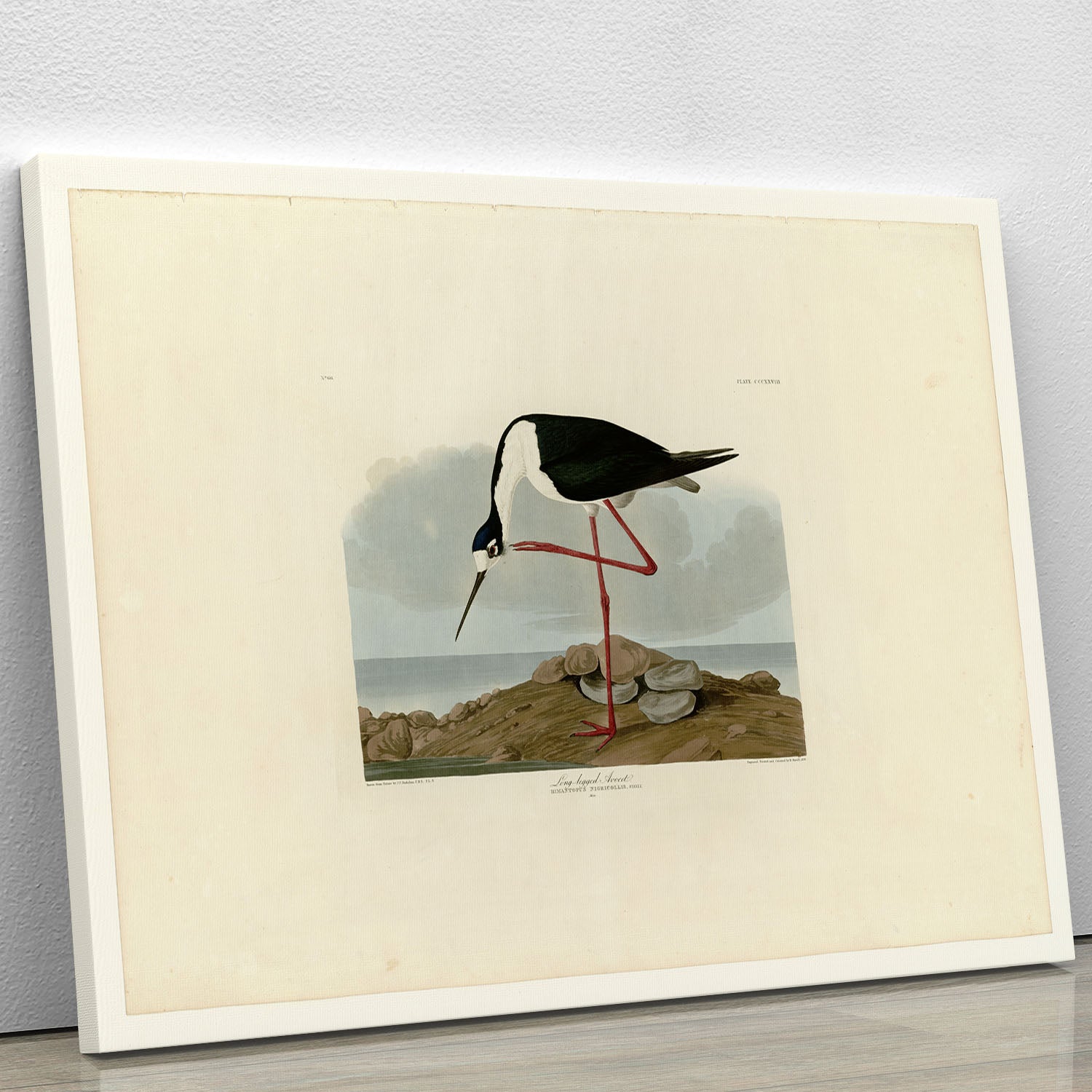 Long legged Avocet by Audubon Canvas Print or Poster - Canvas Art Rocks - 1