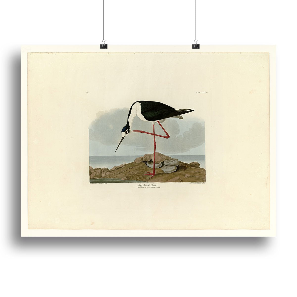 Long legged Avocet by Audubon Canvas Print or Poster