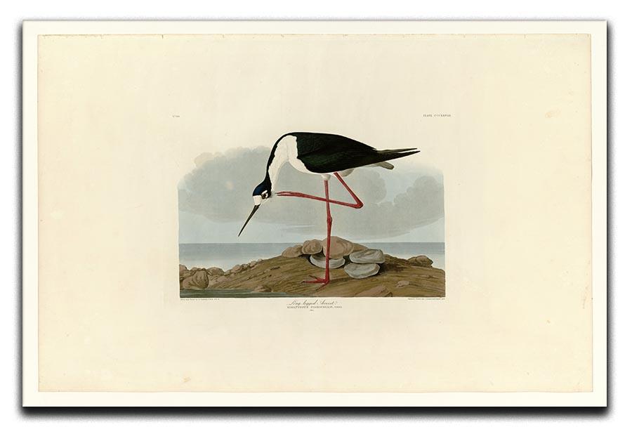 Long legged Avocet by Audubon Canvas Print or Poster - Canvas Art Rocks - 1