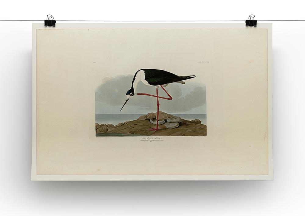 Long legged Avocet by Audubon Canvas Print or Poster - Canvas Art Rocks - 2