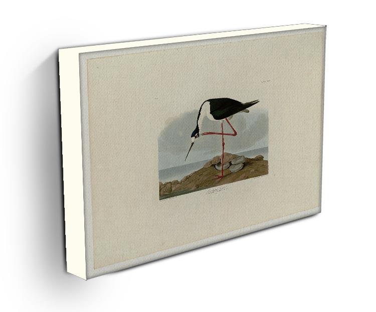 Long legged Avocet by Audubon Canvas Print or Poster - Canvas Art Rocks - 3