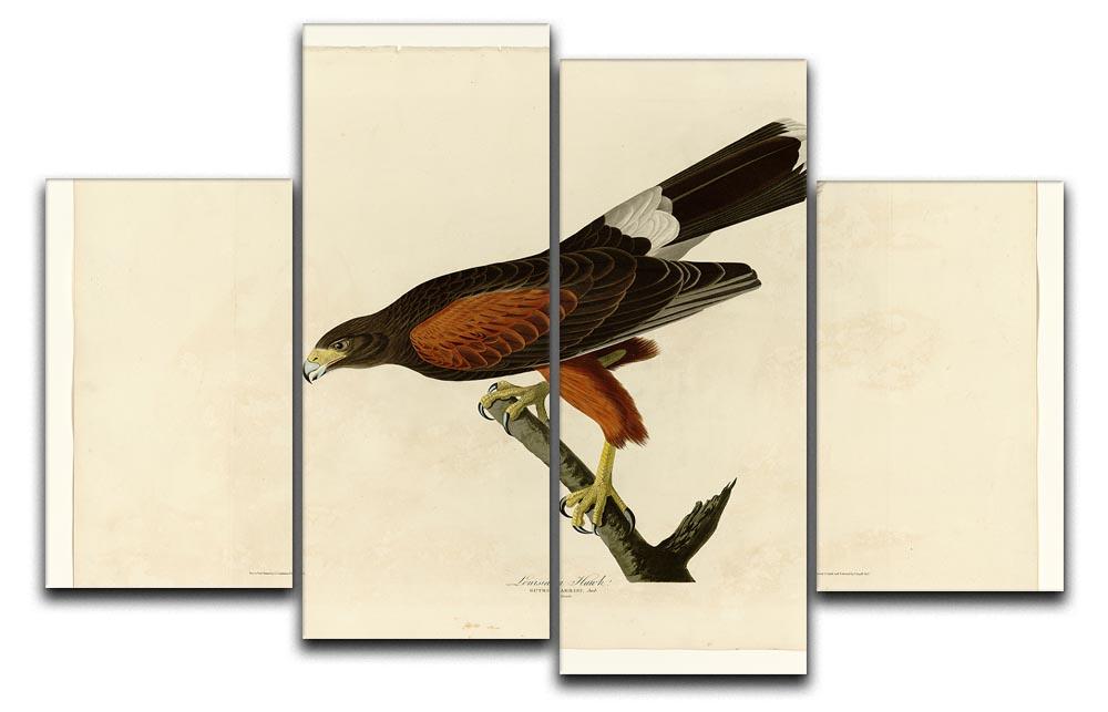 Louisiana Hawk by Audubon 4 Split Panel Canvas - Canvas Art Rocks - 1