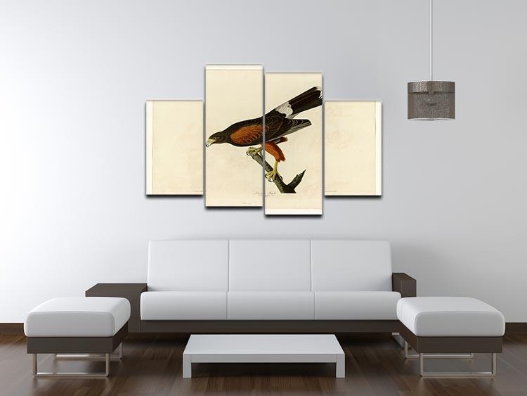 Louisiana Hawk by Audubon 4 Split Panel Canvas - Canvas Art Rocks - 3
