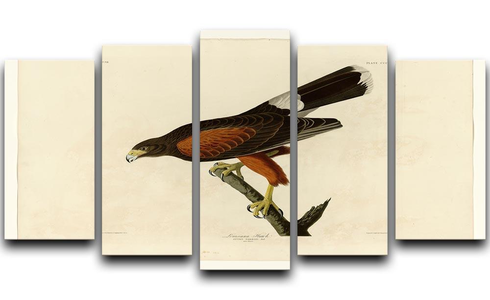Louisiana Hawk by Audubon 5 Split Panel Canvas - Canvas Art Rocks - 1