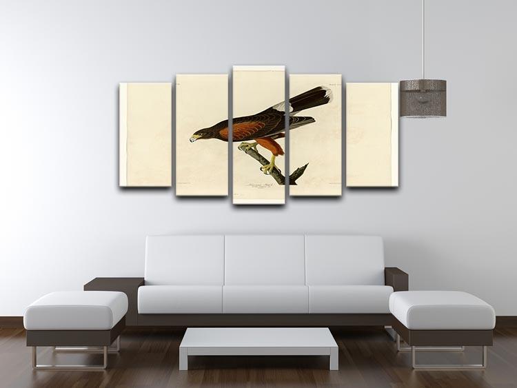 Louisiana Hawk by Audubon 5 Split Panel Canvas - Canvas Art Rocks - 3