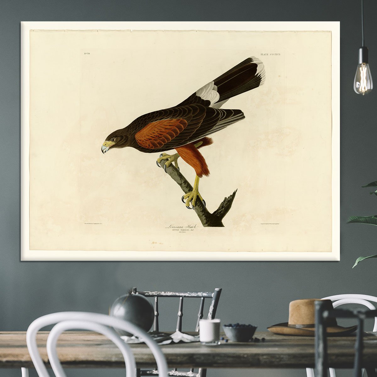 Louisiana Hawk by Audubon Canvas Print or Poster