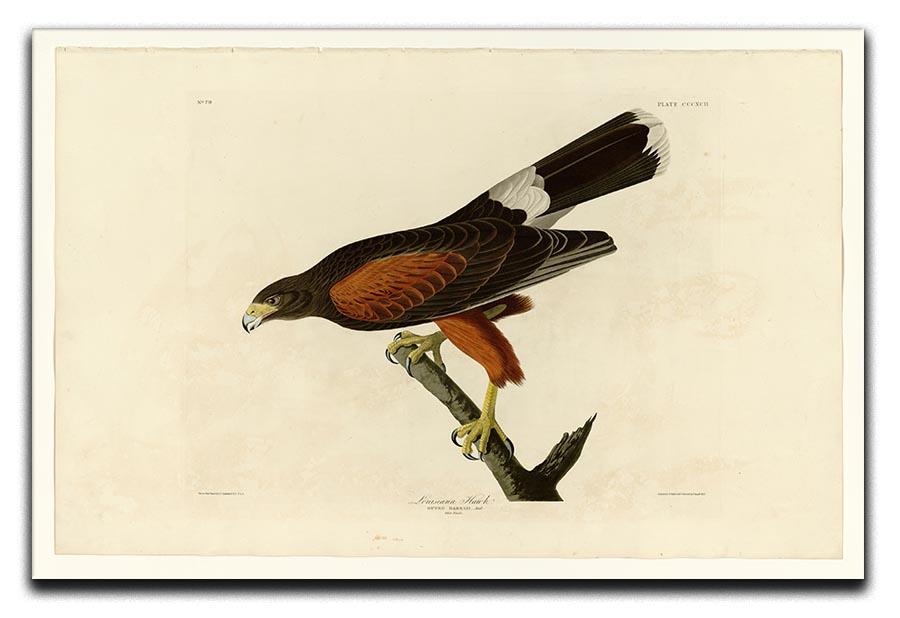 Louisiana Hawk by Audubon Canvas Print or Poster - Canvas Art Rocks - 1
