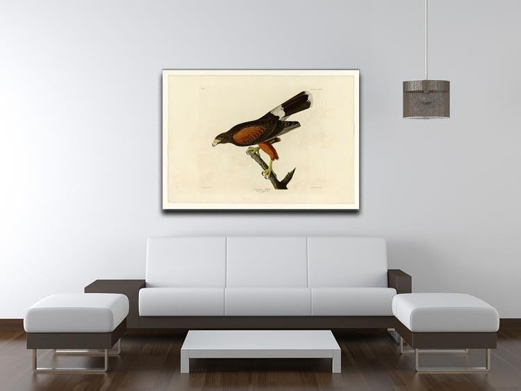 Louisiana Hawk by Audubon Canvas Print or Poster - Canvas Art Rocks - 4