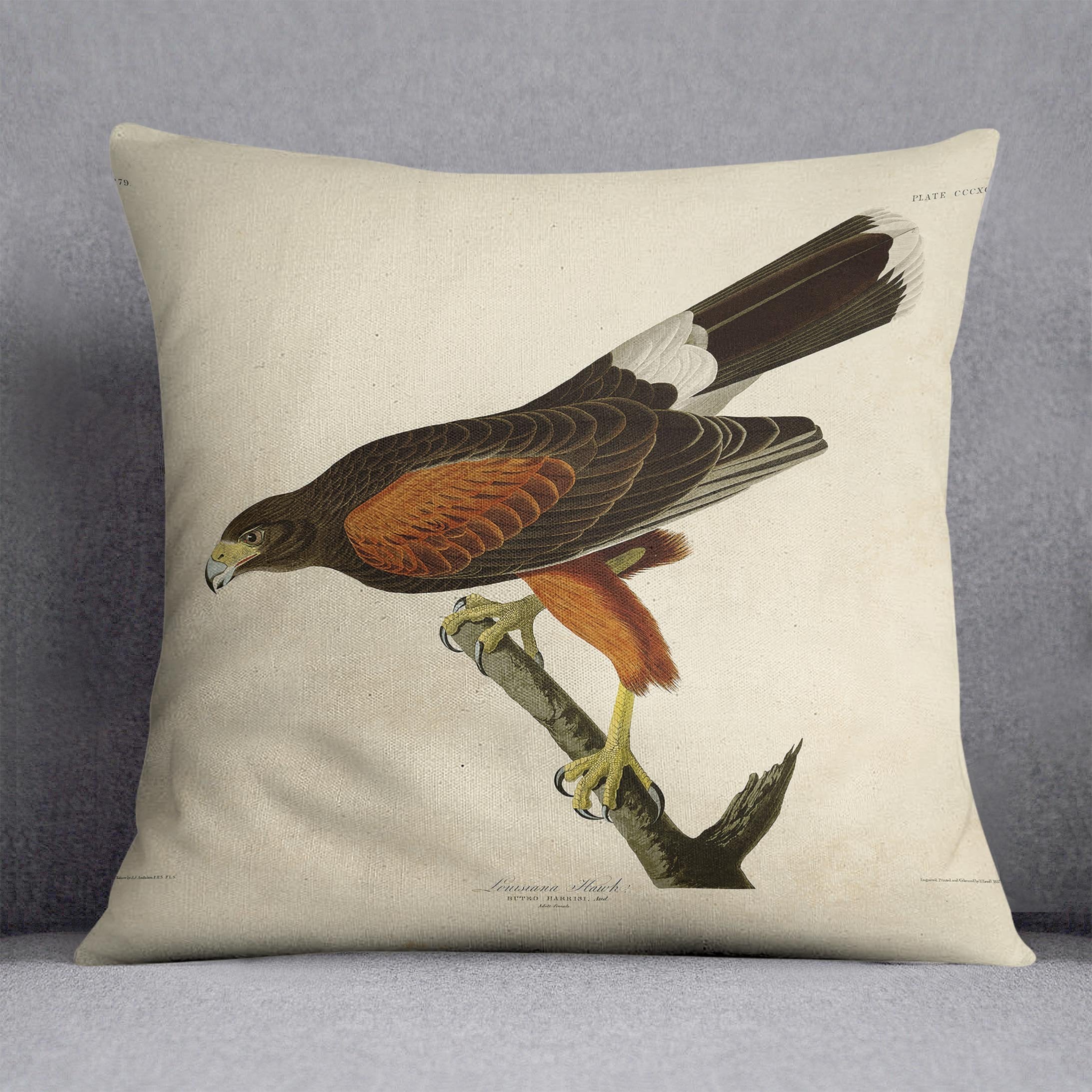 Louisiana Hawk by Audubon Cushion