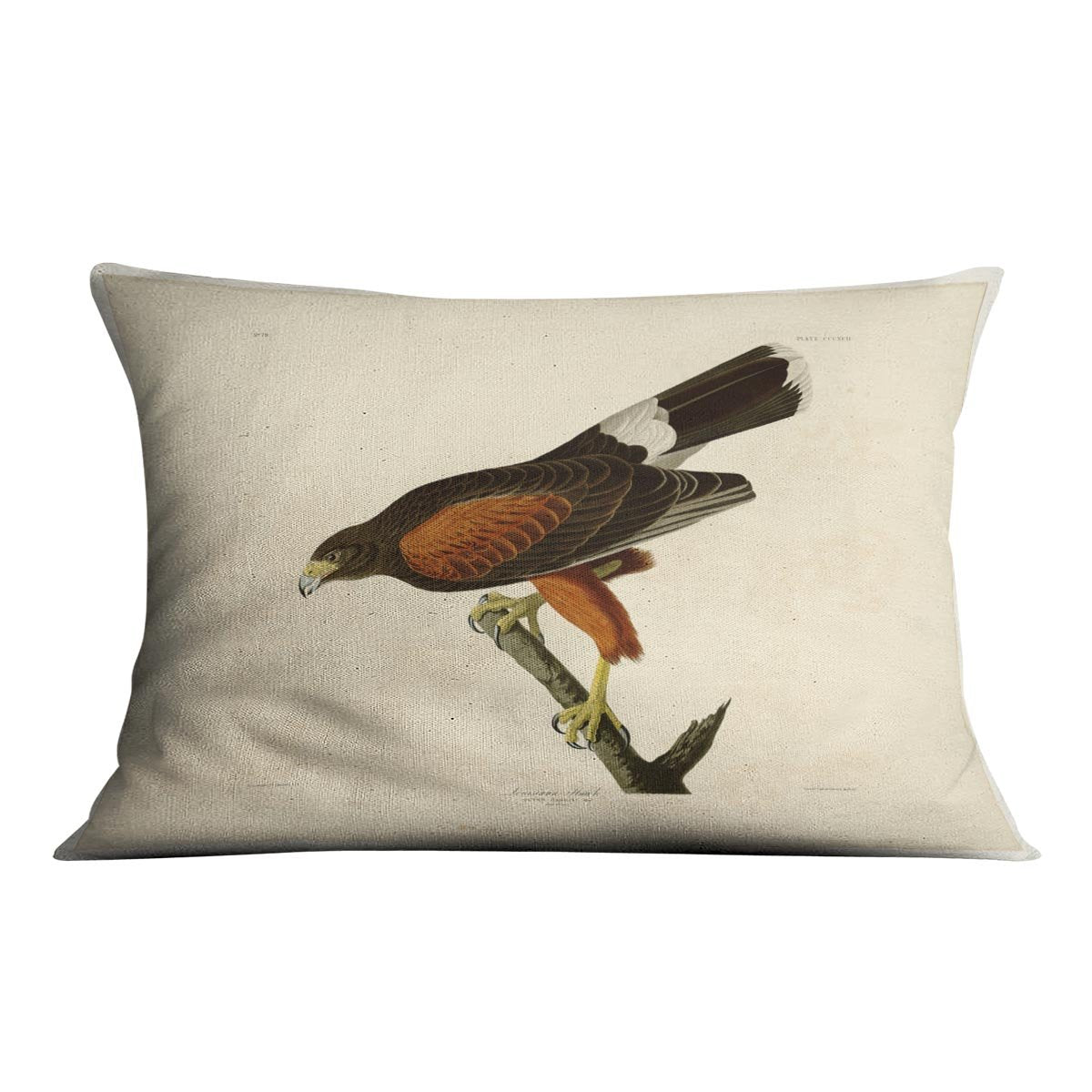 Louisiana Hawk by Audubon Cushion
