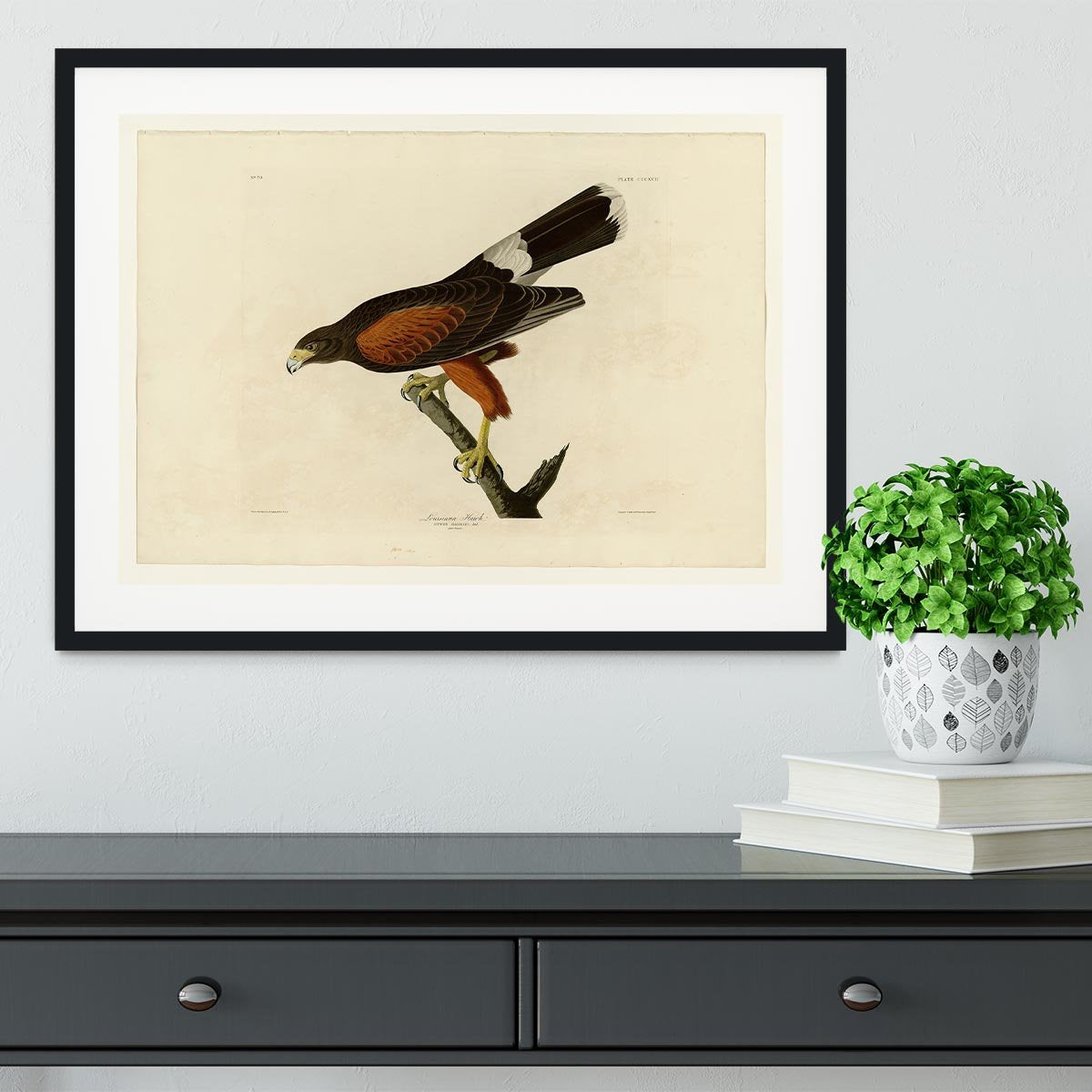 Louisiana Hawk by Audubon Framed Print - Canvas Art Rocks - 1
